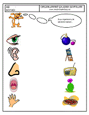 okul öncesi çocuklar için duyu organları çalışma sayfaları